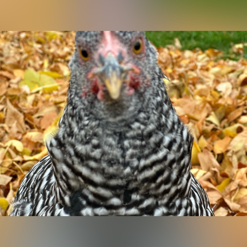 Meet your Posher, Bridget